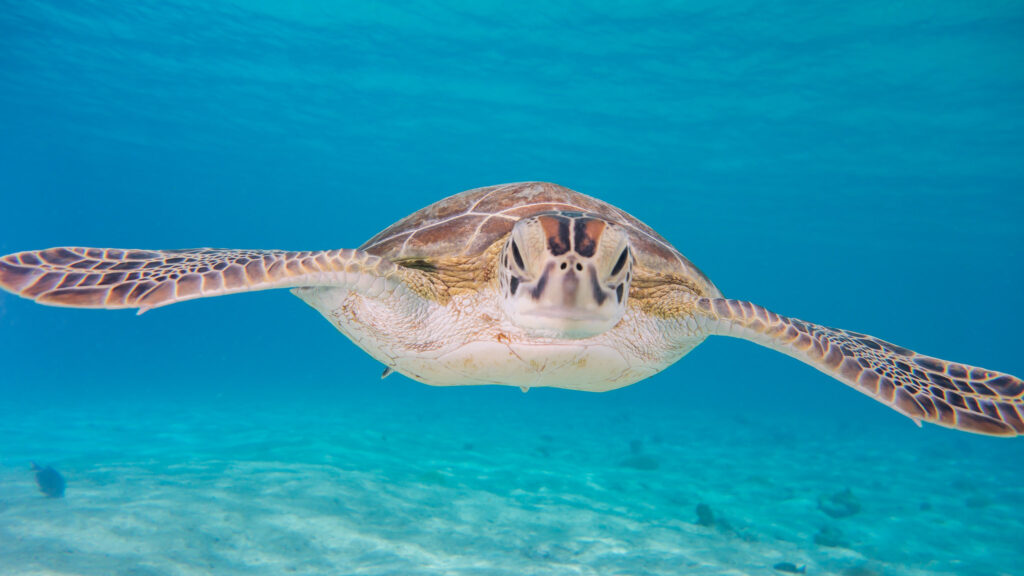 Understanding the migratory patterns of sea turtles