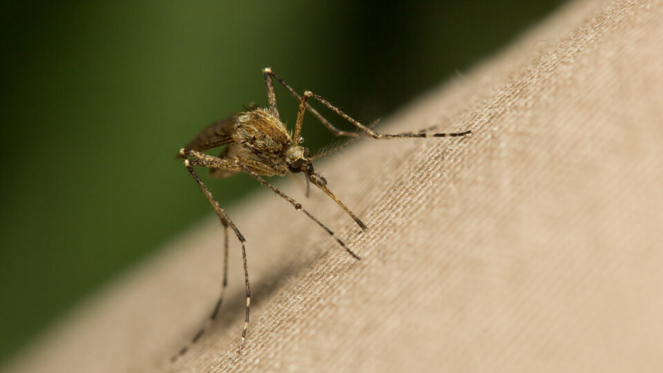 A promising vaccine in the fight against malaria