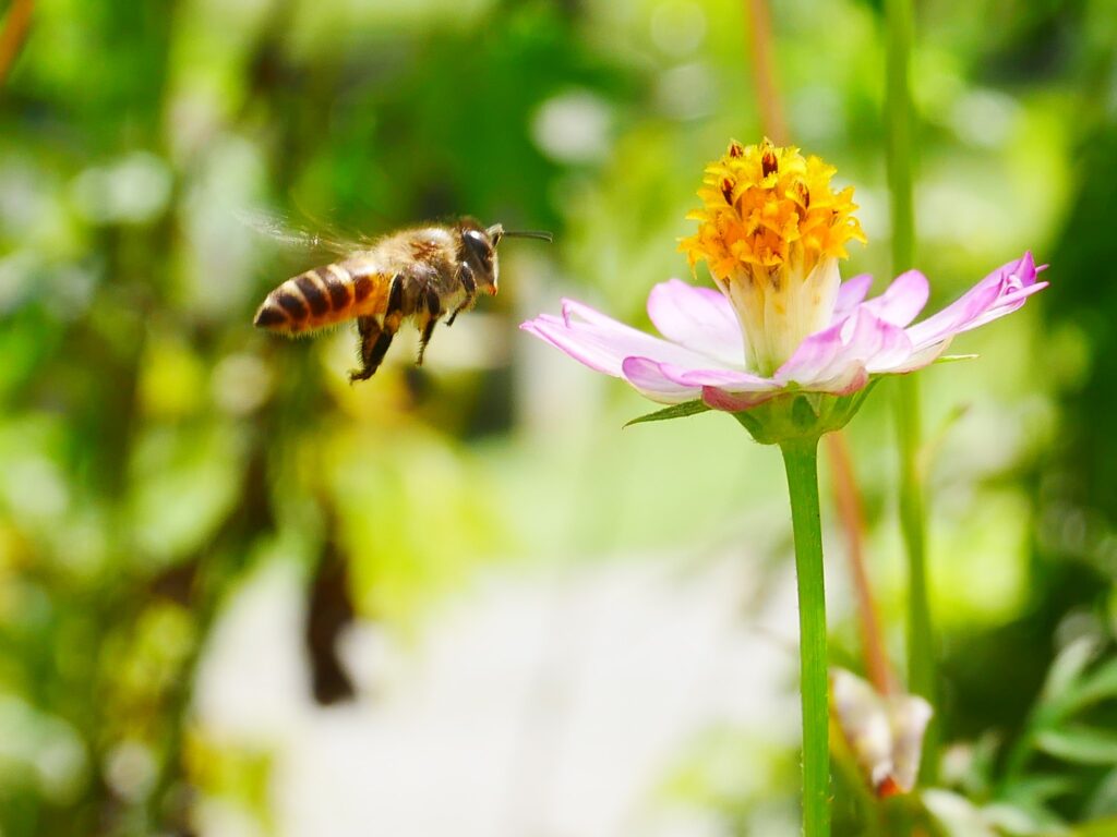 A new technology that can protect bees from pesticides