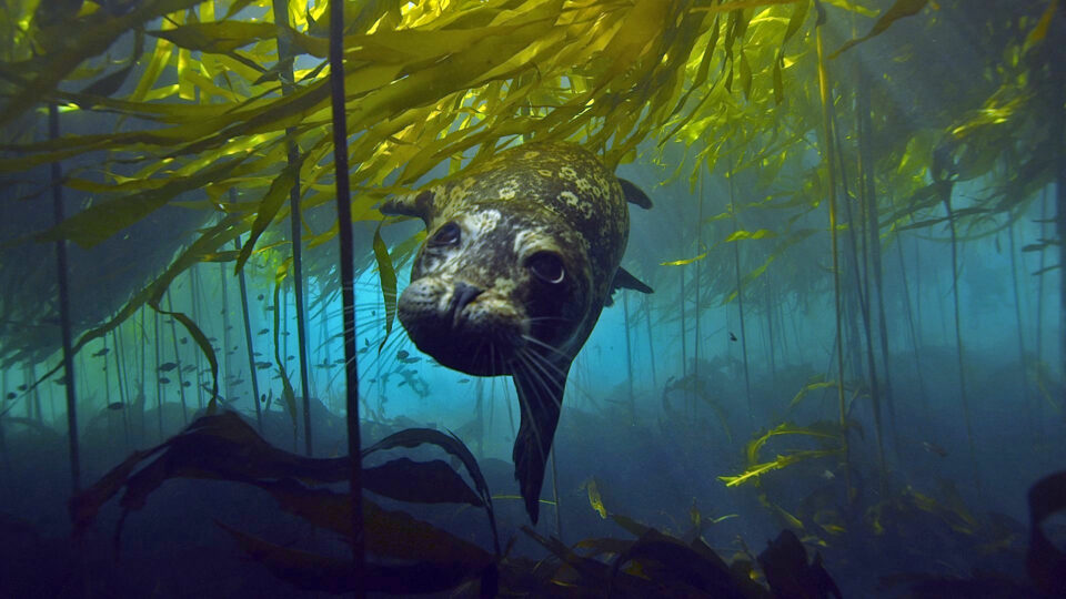 Bull kelp forests in California are disappearing
