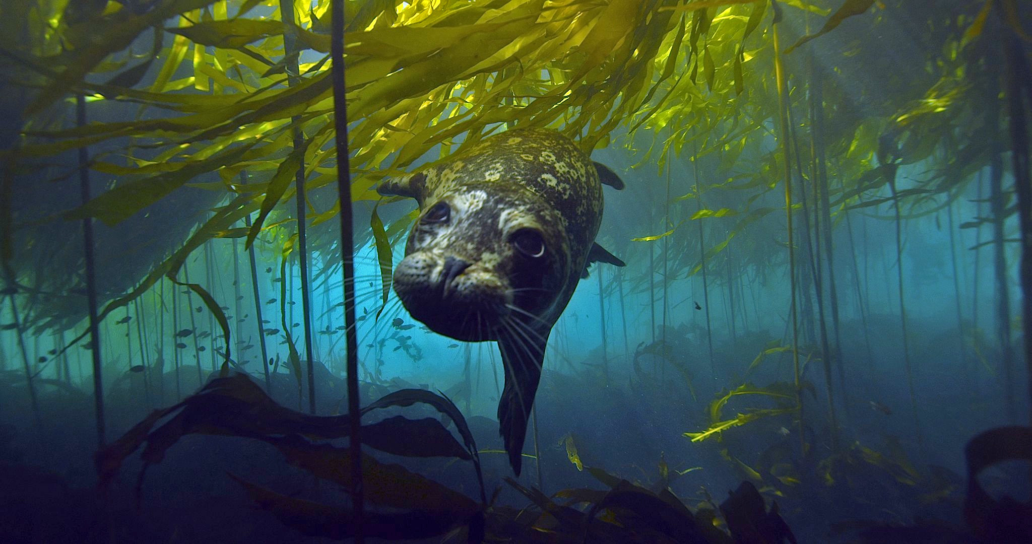 Vanishing Kelp Forests Earth Wise