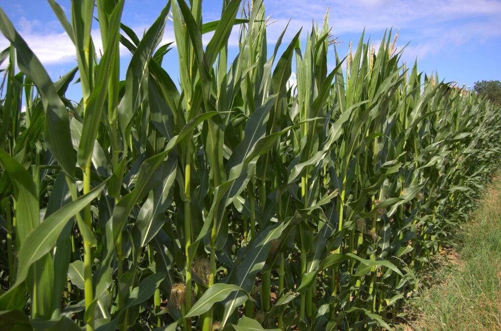 Double-cropping is important to feed a growing global population
