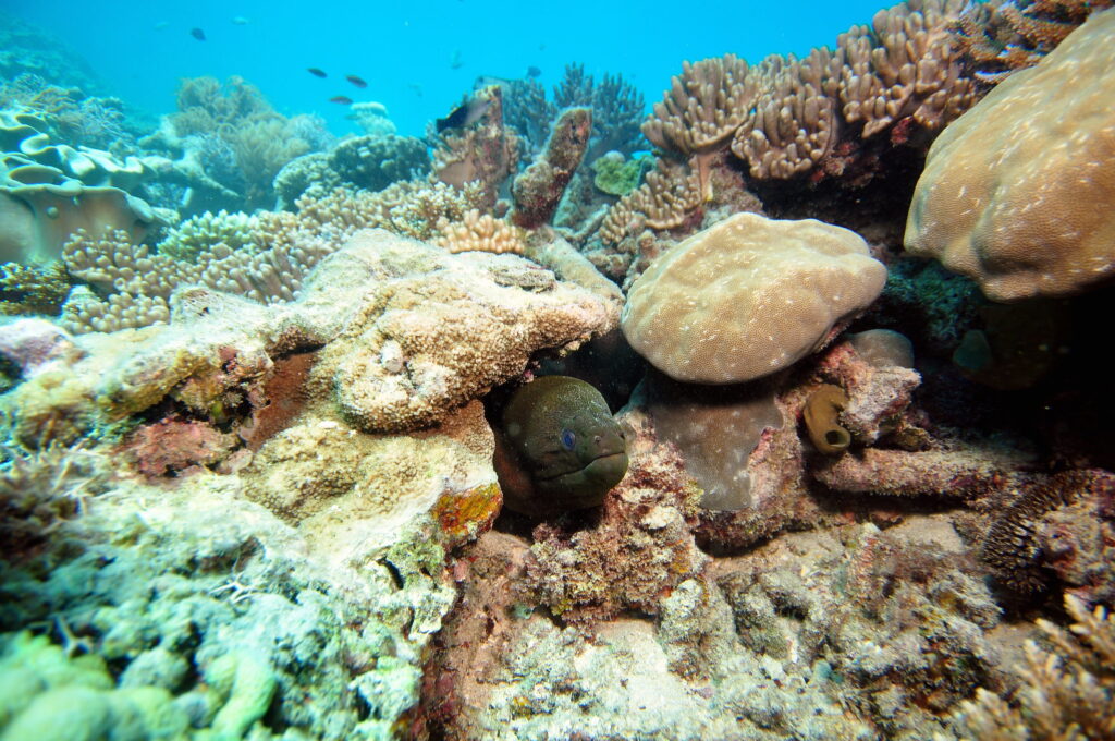 Could artificial ocean alkalinization help offset reef acidification?