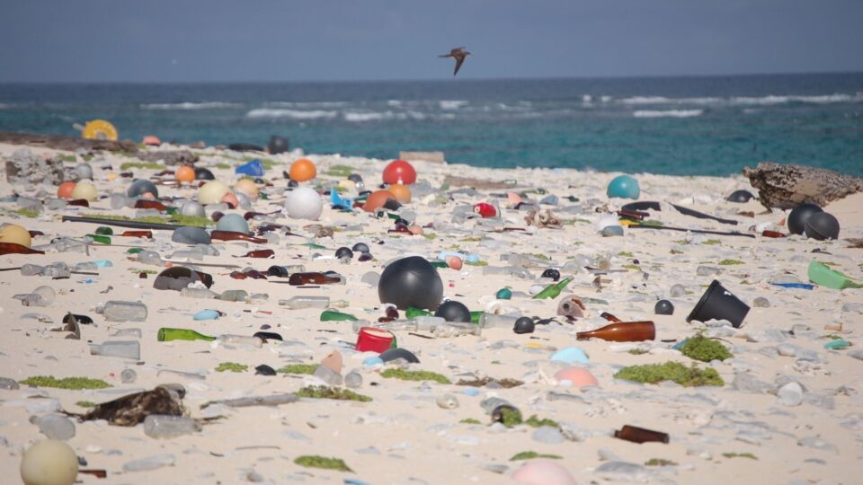 The majority of ocean litter collected around the world is from takeout food