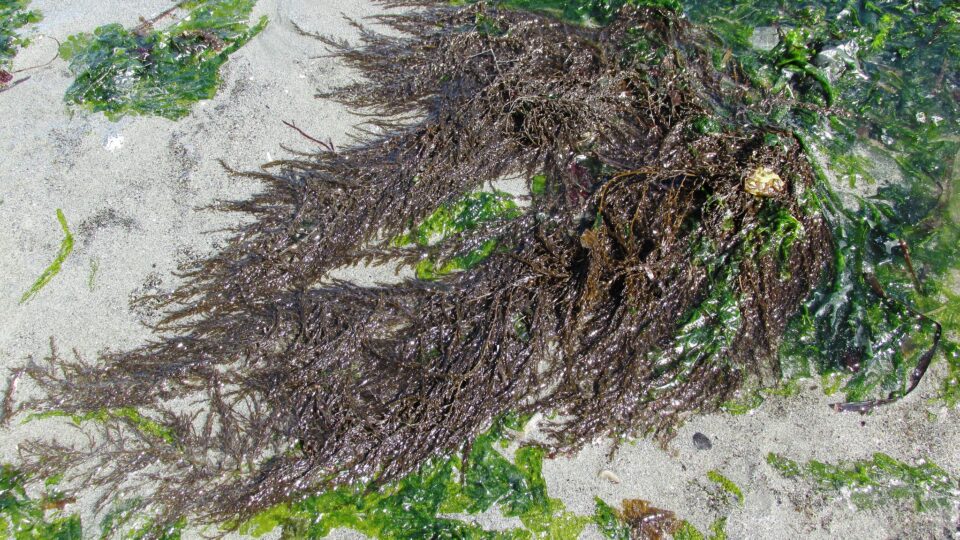 Increase in nitrogen is leading to an explosion of brown sargassum seaweed