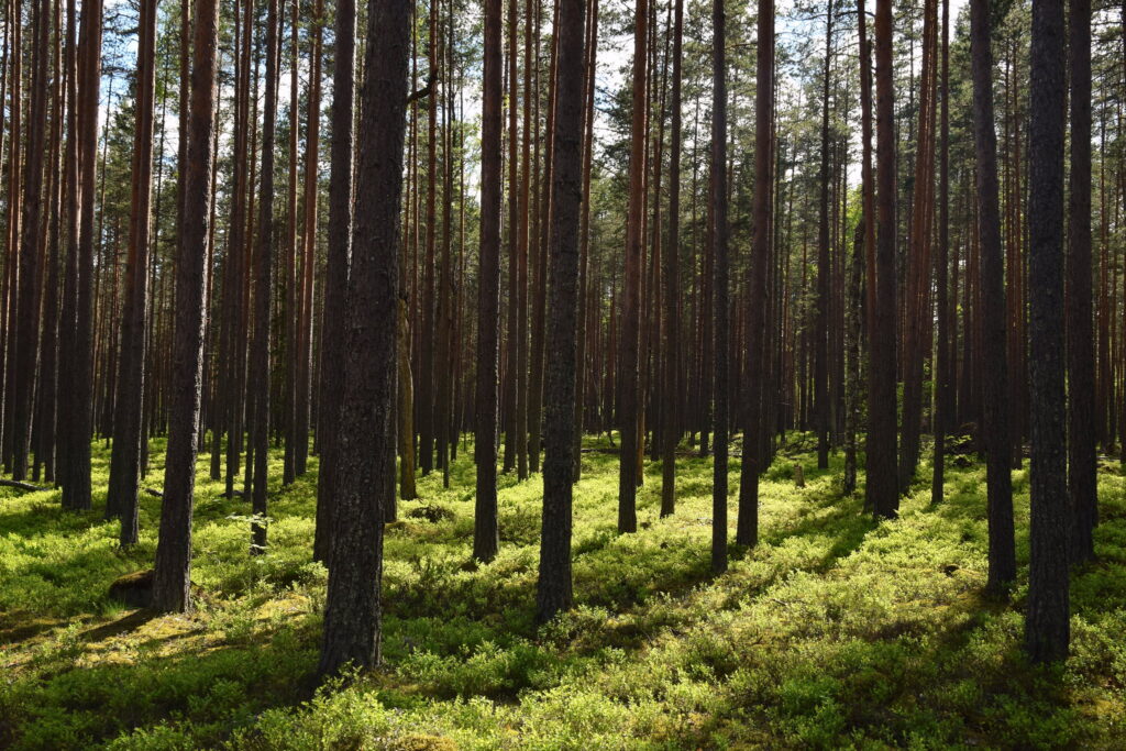 Russia's massive forests have enormous potential for impacting climate mitigation