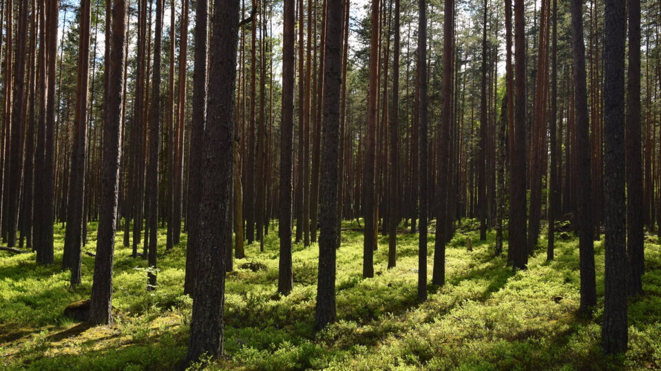 Russia's massive forests have enormous potential for impacting climate mitigation