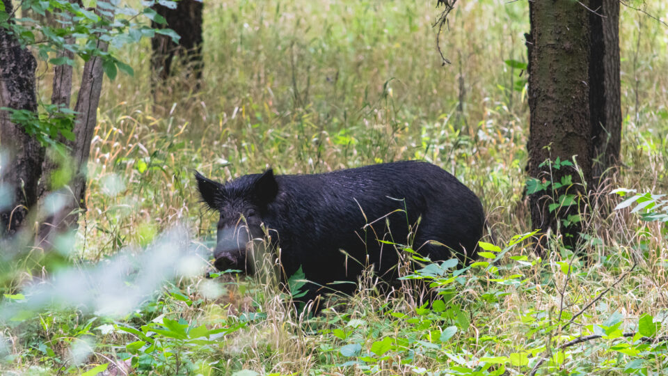 Wild pigs cause significant climate damage all around the globe