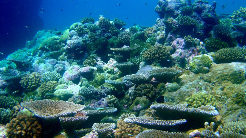 The ecosystem services of coral reefs