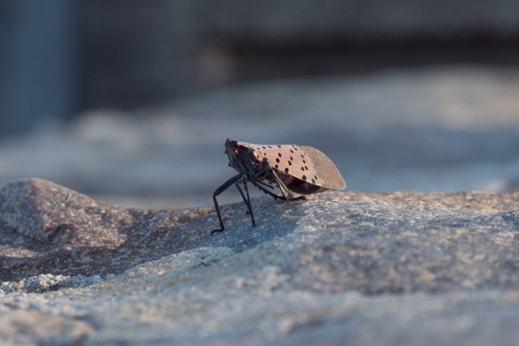 The spotted lantern fly poses a big threat to agriculture