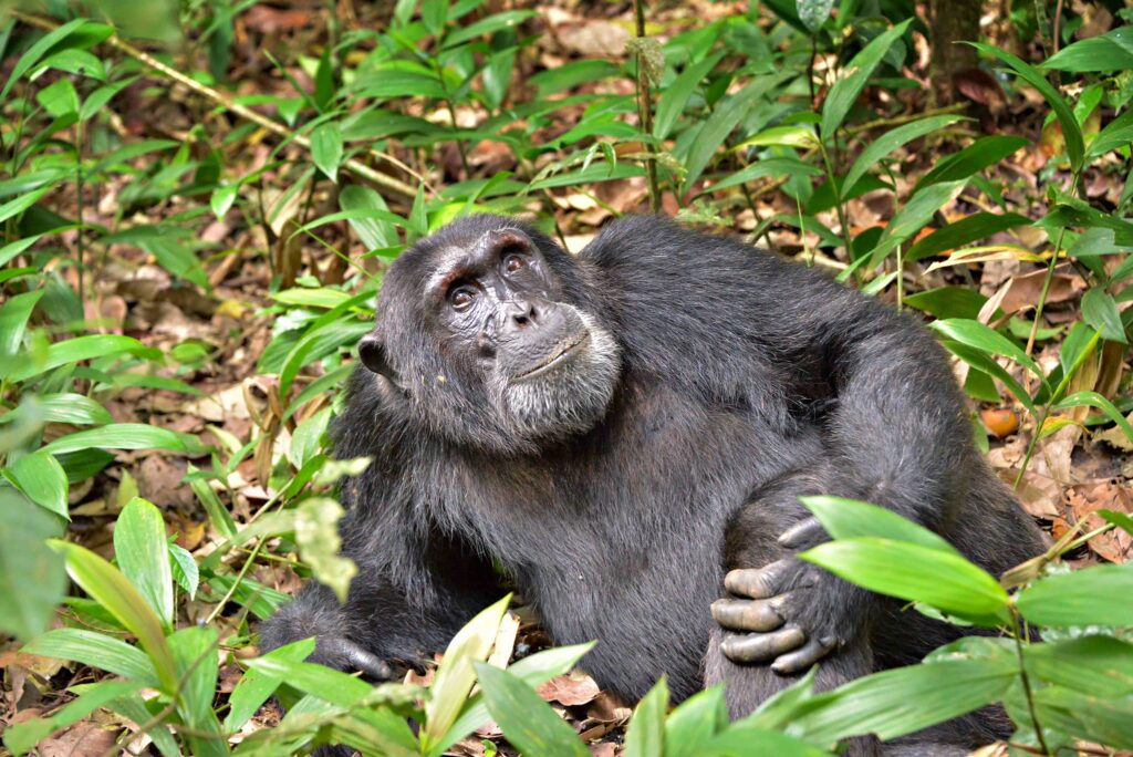 Roads have a major negative impact on chimpanzee populations