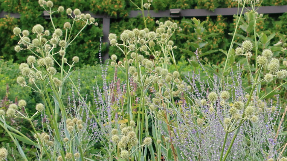 Perennial plants to help support insects and pollinators
