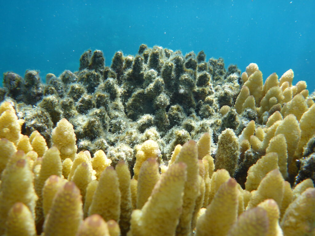 The status of the world's coral