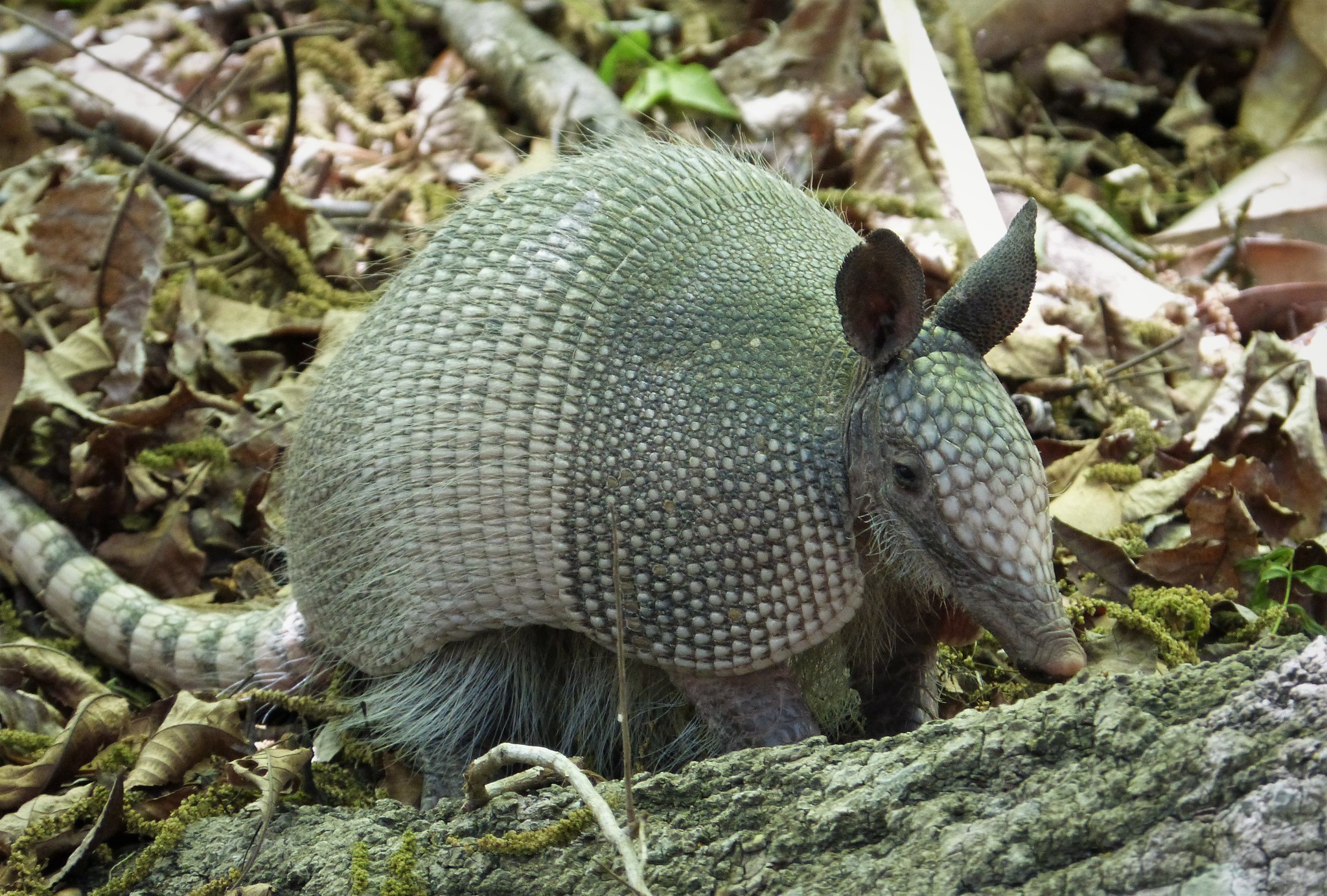 Armadillos Heading North | Earth Wise