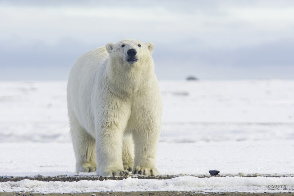 Climate change continues to threaten polar bear survival