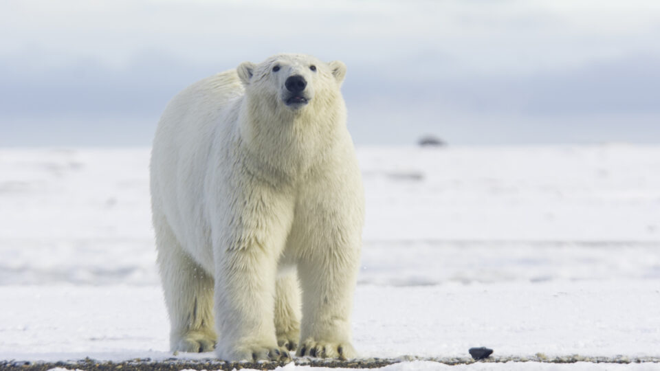 Climate change continues to threaten polar bear survival