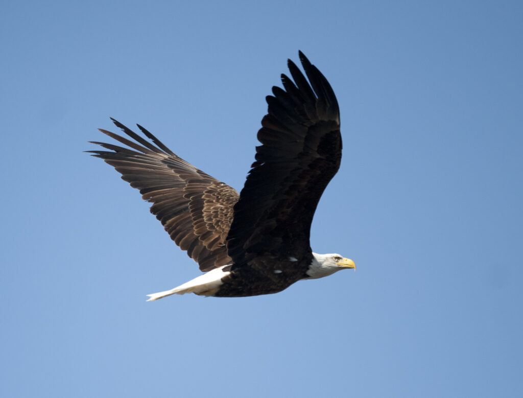 Ammunition threatens bald eagles