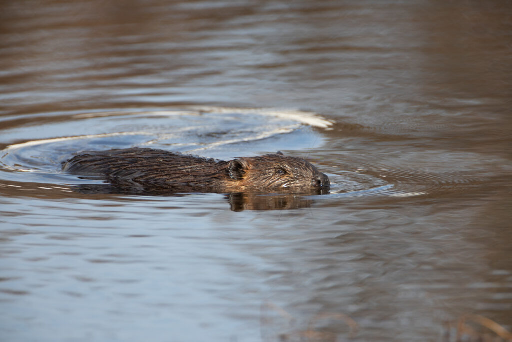 Beavers are flooding the warming Arctic