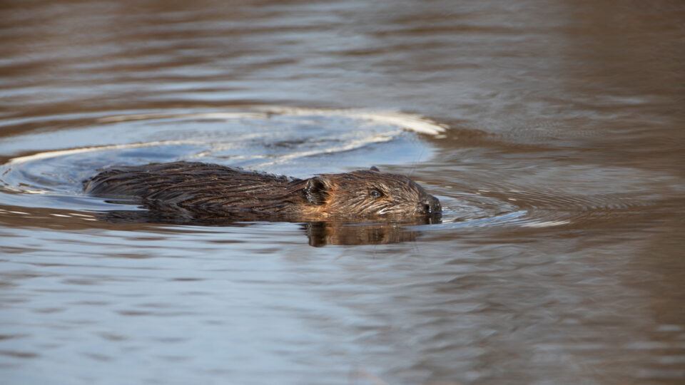 Beavers are flooding the warming Arctic