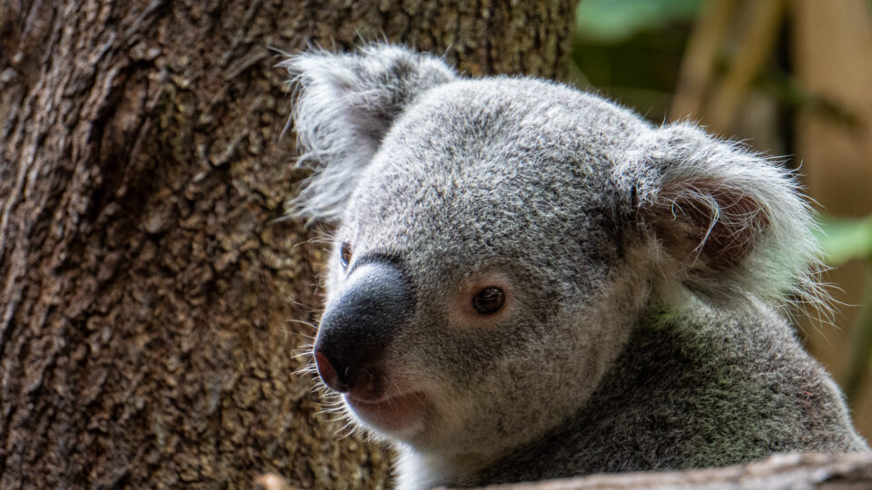 Koalas are endangered