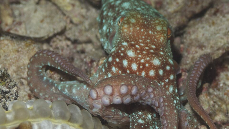 Octopuses are using ocean trash