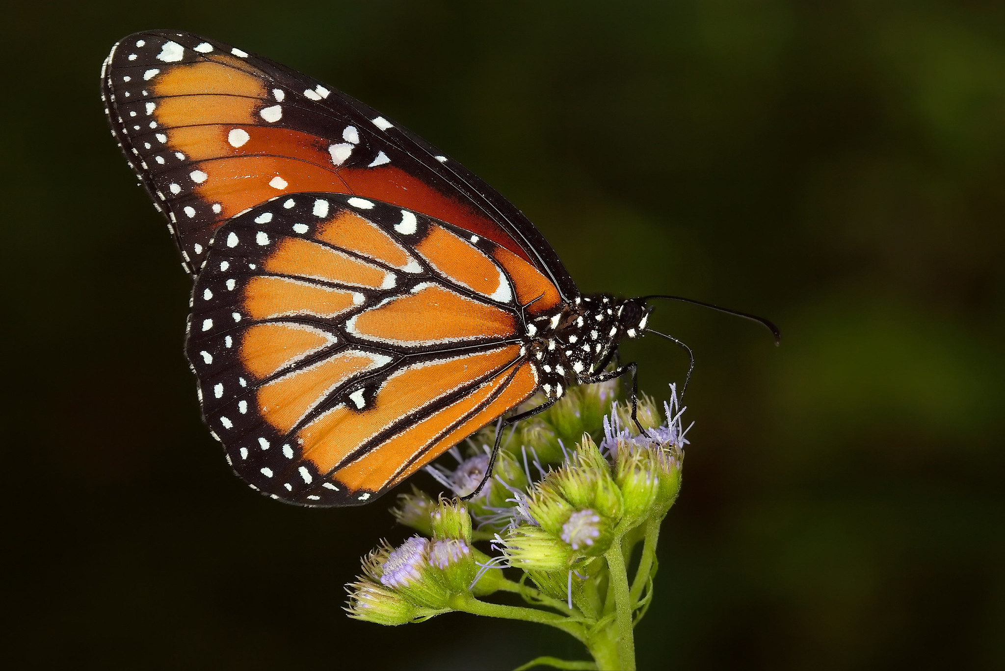 The Plight Of Monarch Butterflies Earth Wise