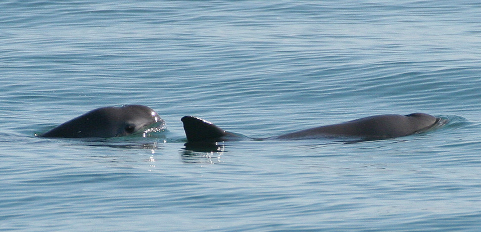 Can the critically endangered vaquita be saved?