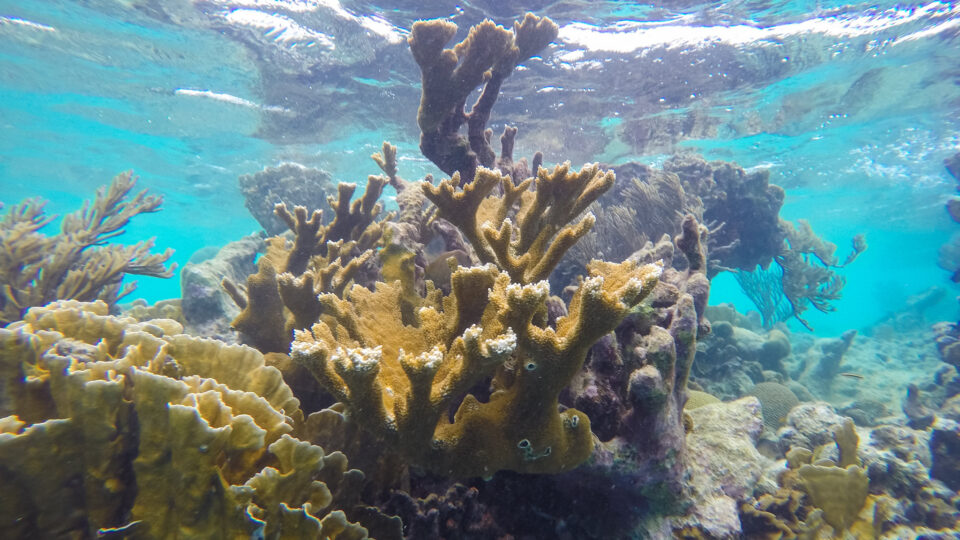 Using AI to analyze coral reef health