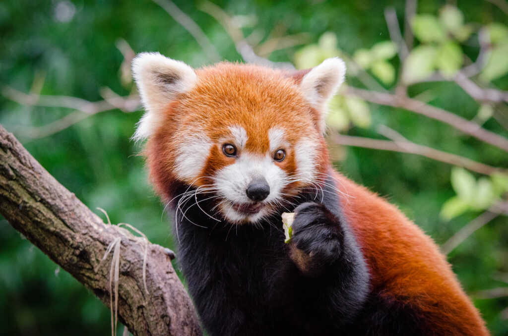 Climate change threatening red panda populations