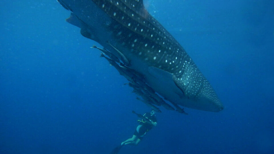 Whale shark population continues to decline