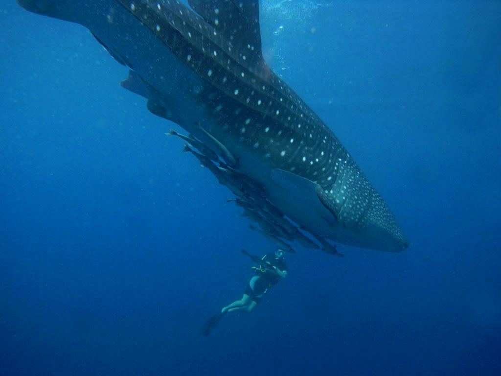 Whale shark population continues to decline