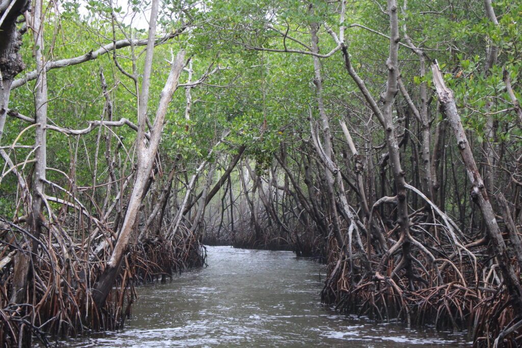 Climate change is disrupting mangrove forests