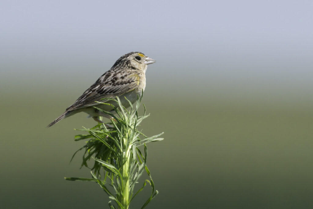 Climate change negatively impacting north american birds