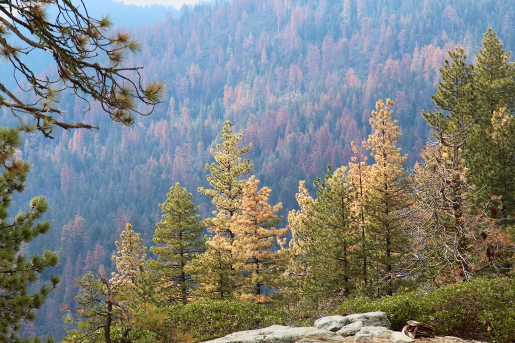 Climate change is killing California trees