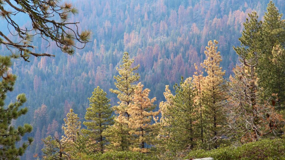Climate change is killing California trees