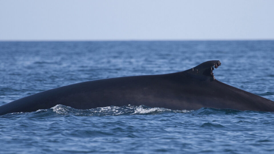 Fin whales making a comeback