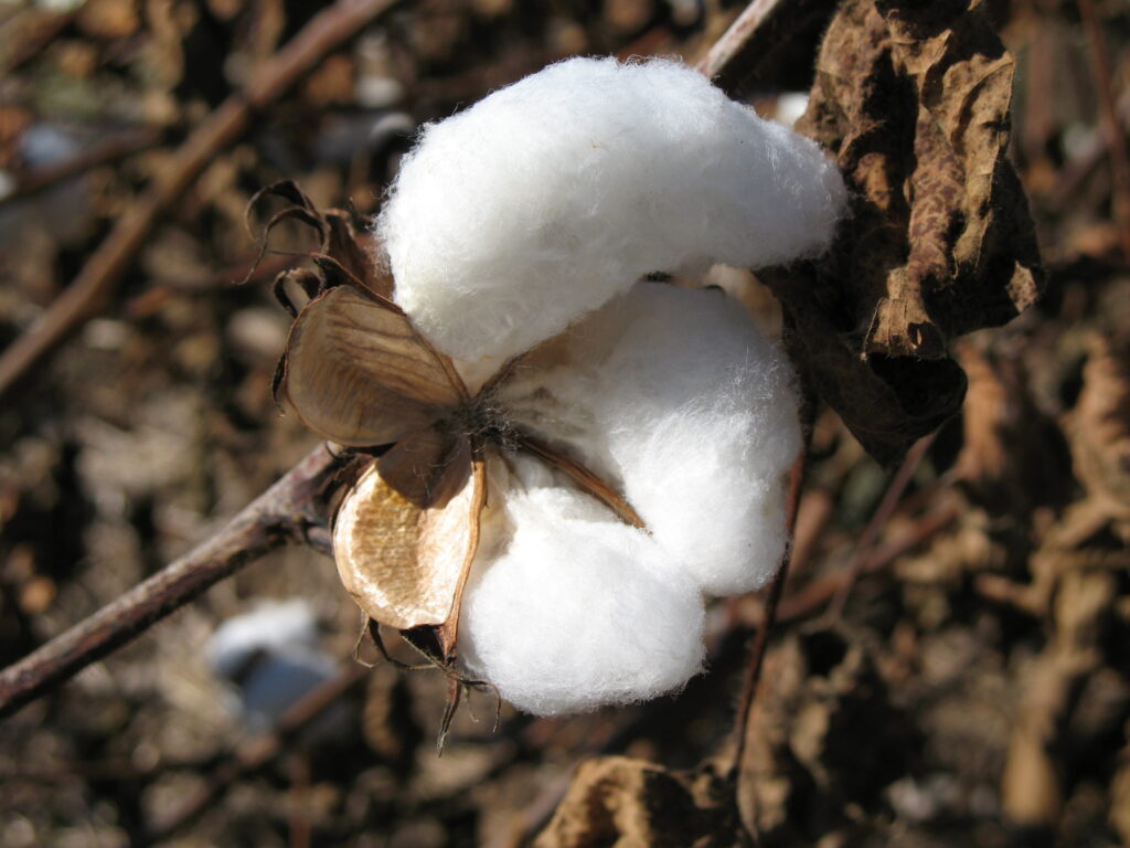 Producing cotton more sustainably