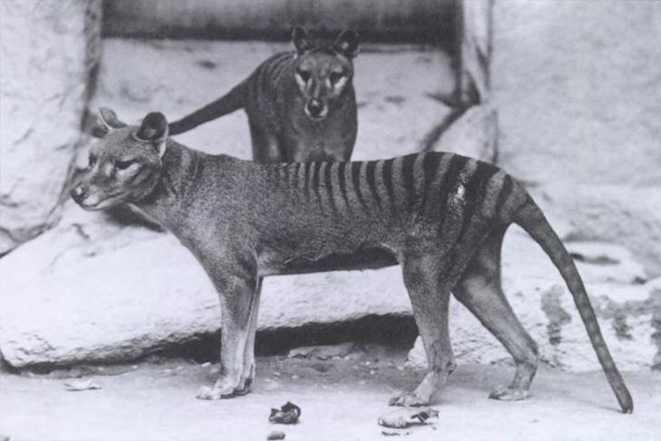 Company plans to resurrect the Tasmanian Tiger