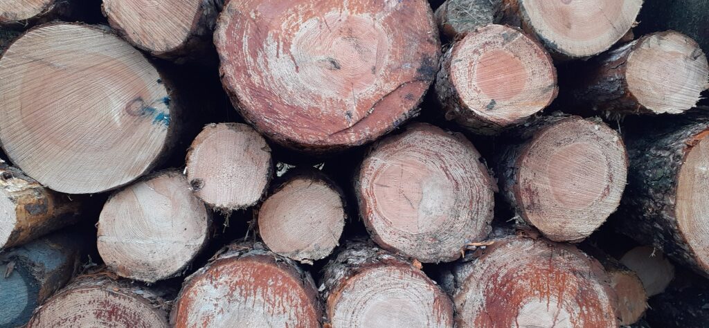 Carbon storage in harvested wood