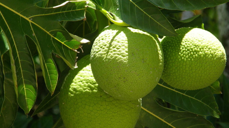 Breadfruit is a climate resilient food for the future