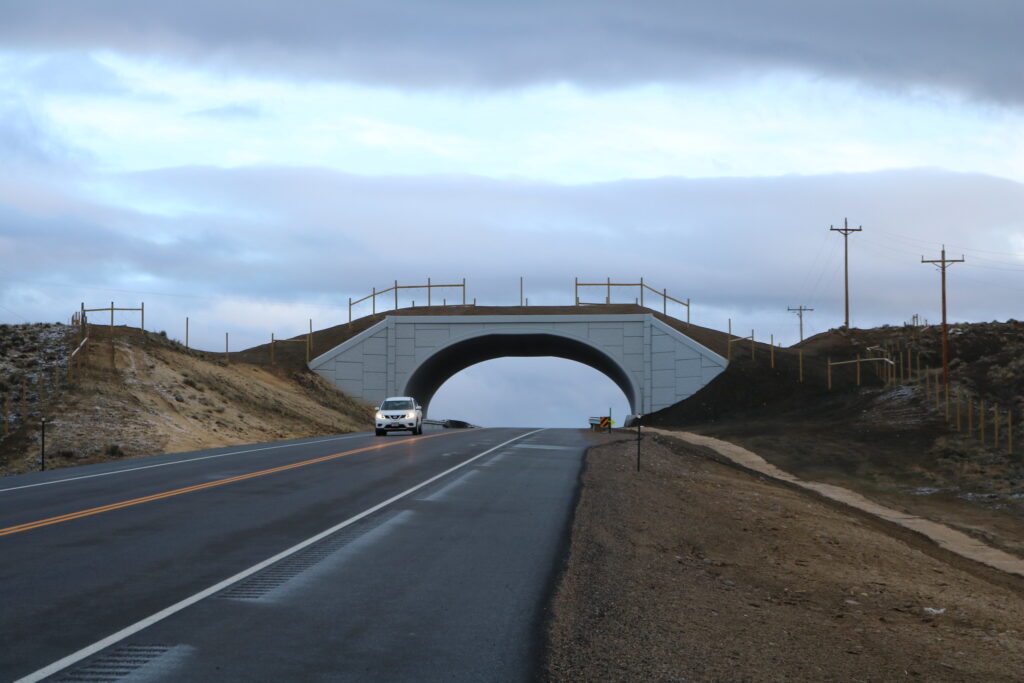 Wildlife crossings reduce collisions and save lives and money