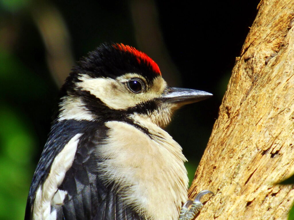 Scientists understand why woodpeckers peck
