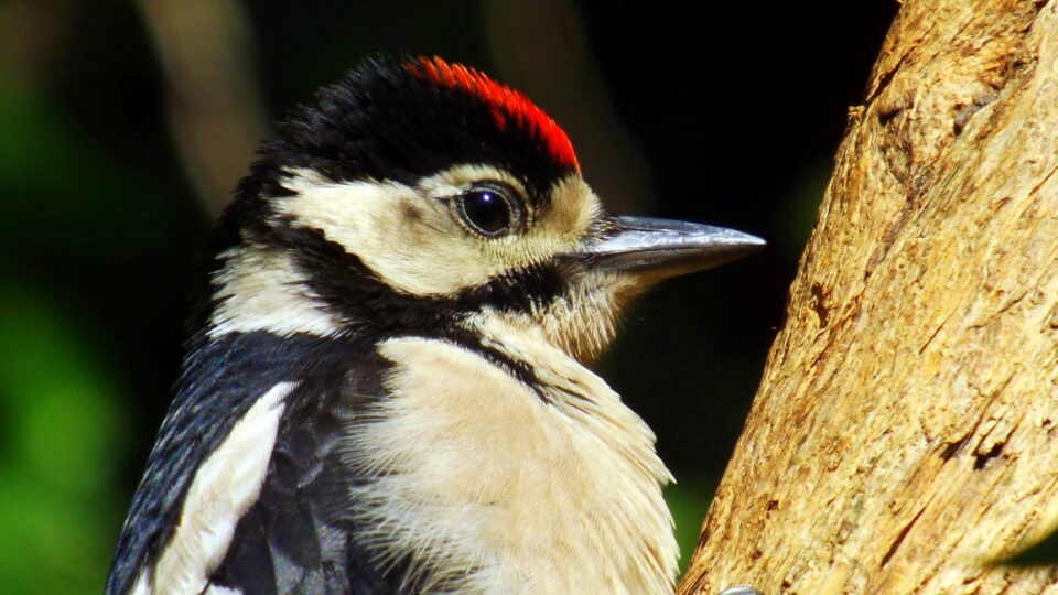 Scientists understand why woodpeckers peck