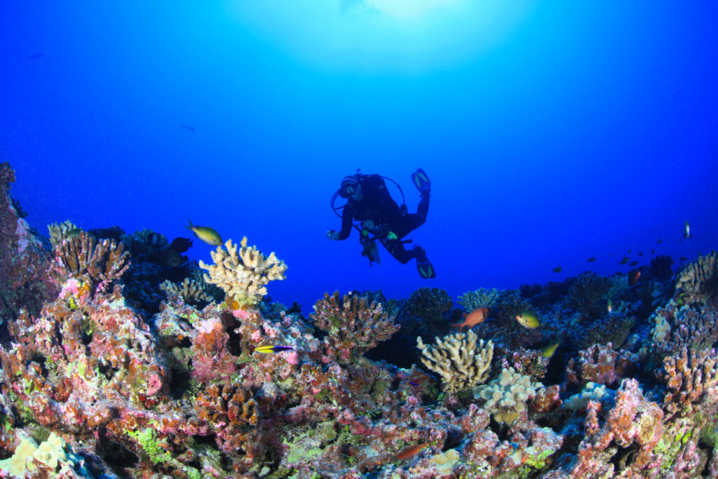Insuring coral reefs