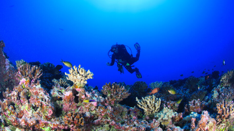 Insuring coral reefs
