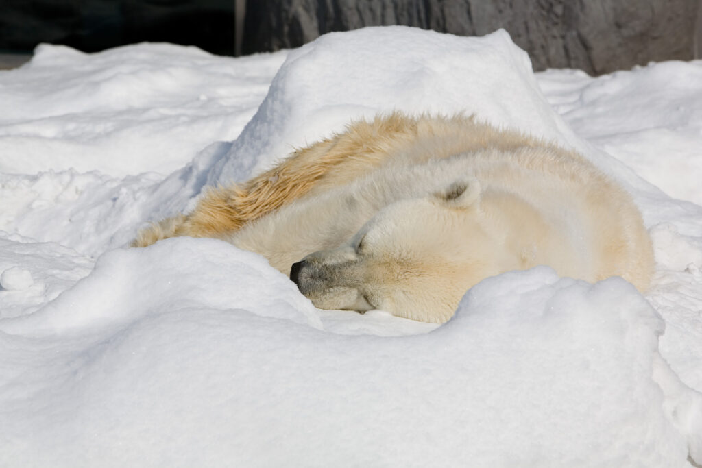 Researchers turn to polar bear paws to find better traction