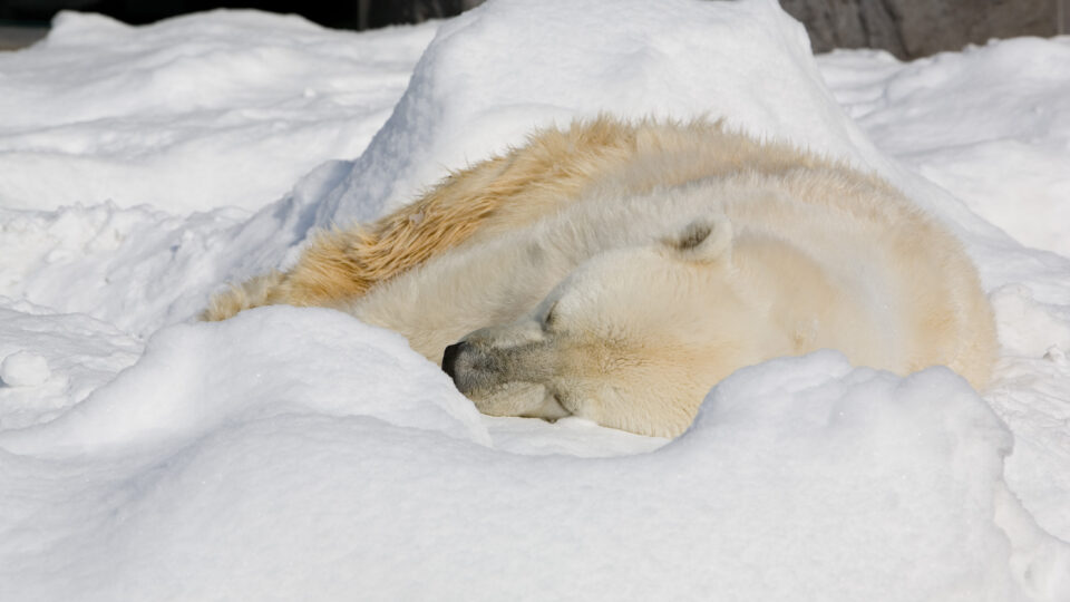 Researchers turn to polar bear paws to find better traction