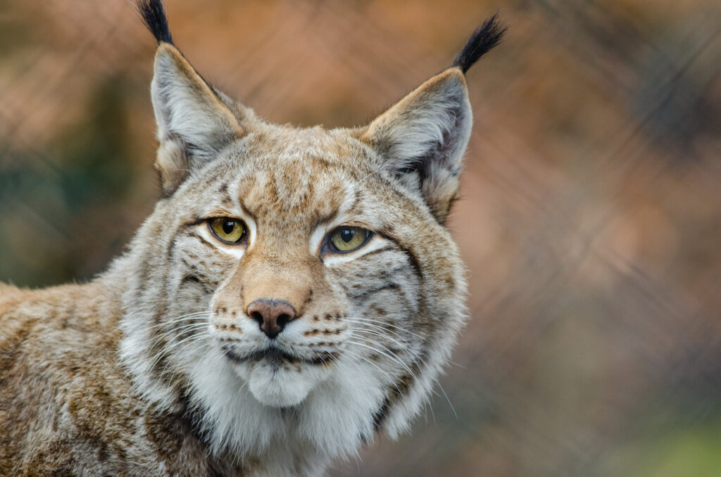 Researchers suggest the best way to save large and often endangered carnivores