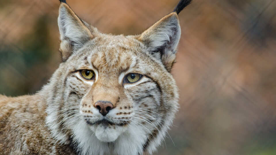 Researchers suggest the best way to save large and often endangered carnivores
