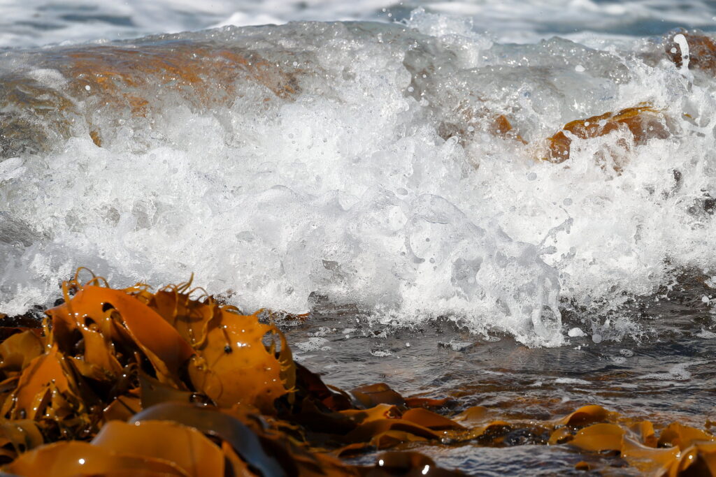 Sea urchins and climate change is devastating ocean kelp